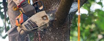 Best Tree Maintenance Programs  in Fort Wright, KY