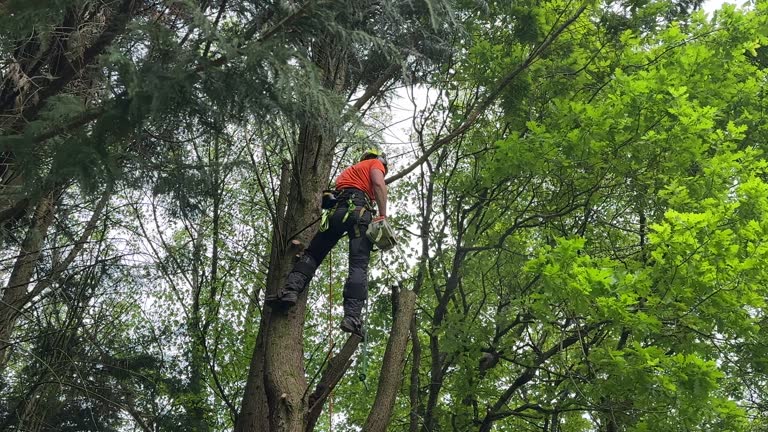 Best Emergency Tree Removal  in Fort Wright, KY