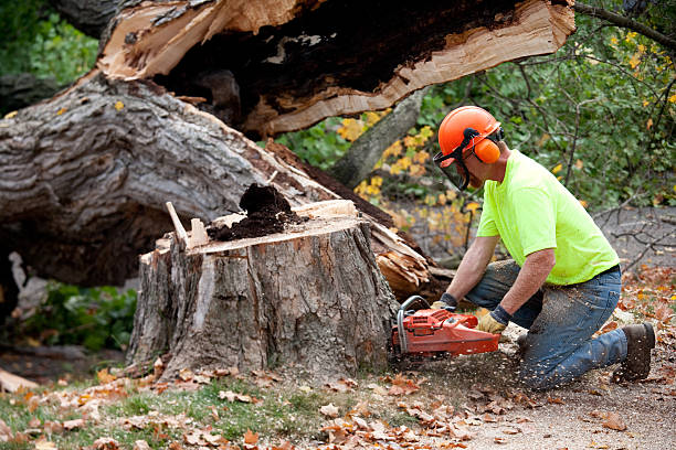 Mulching Services in Fort Wright, KY