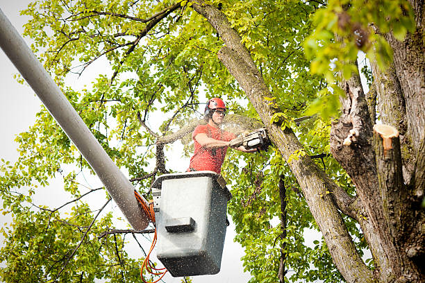 How Our Tree Care Process Works  in  Fort Wright, KY