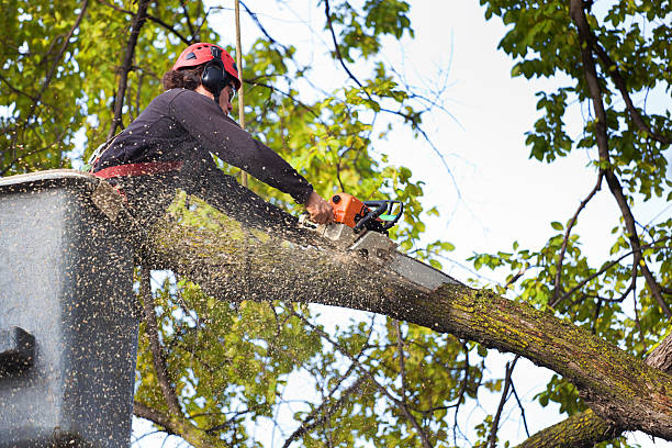 Best Tree and Shrub Care  in Fort Wright, KY