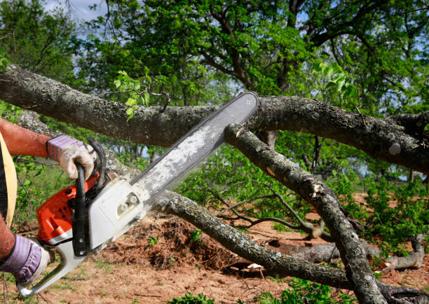 Best Stump Grinding and Removal  in Fort Wright, KY